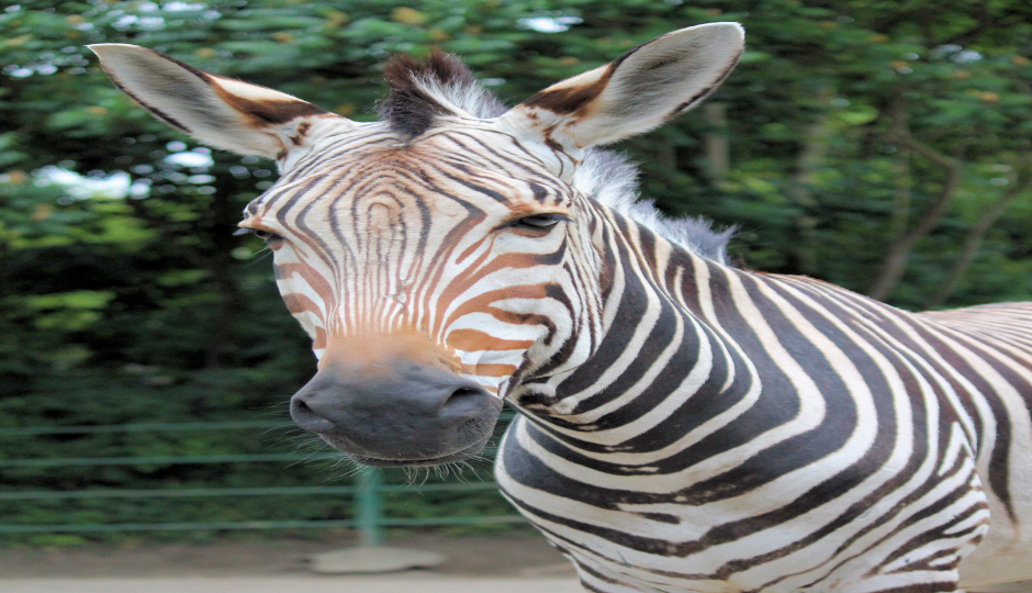 4 Days Serengeti Migration Safari 