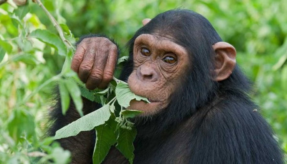 Slides Images for 3-day Gorilla & Golden Monkey Trekking 