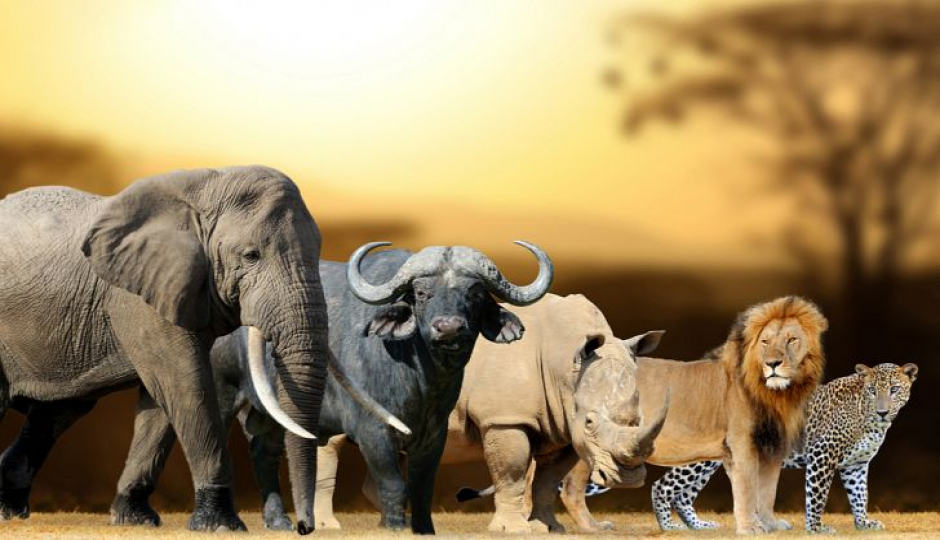 Cover Image - Mama Savana Safaris 