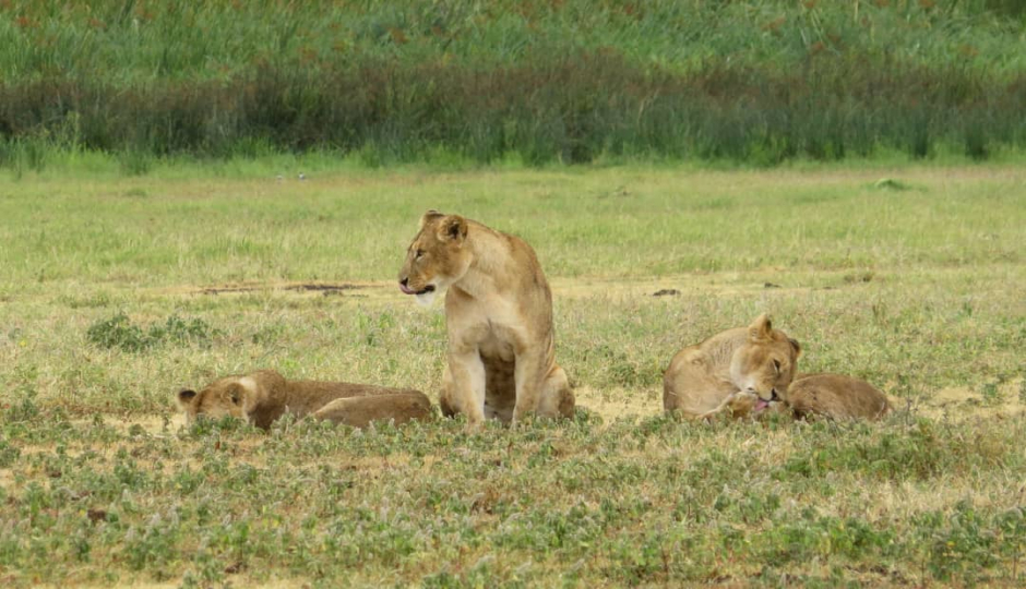 Slides Images for 4 Day Tarangire, Serengeti & Ngorongoro 