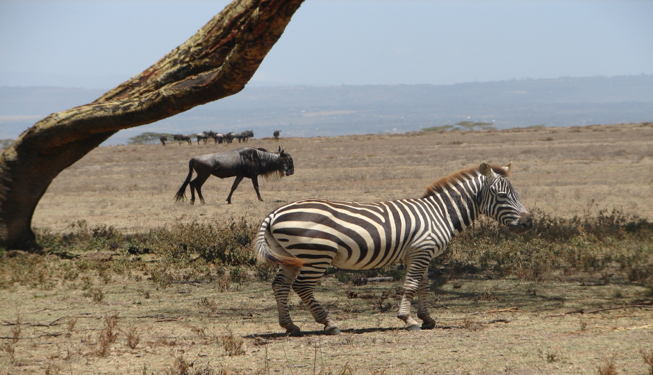 4 Days Ndutu Area Ngorongoro Crater 