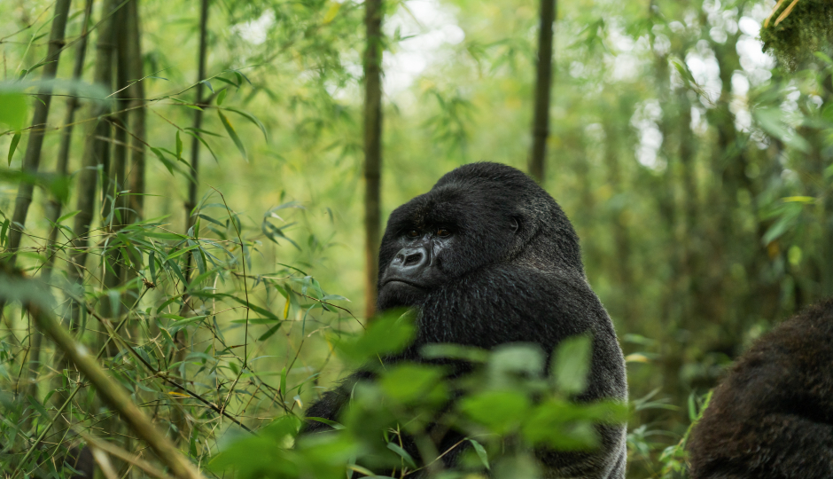 Slides Images for 7 Days Uganda Gorillas Chimpanzee Safari