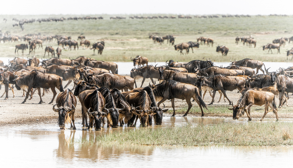 Best 8 Days Serengeti Migration Safari