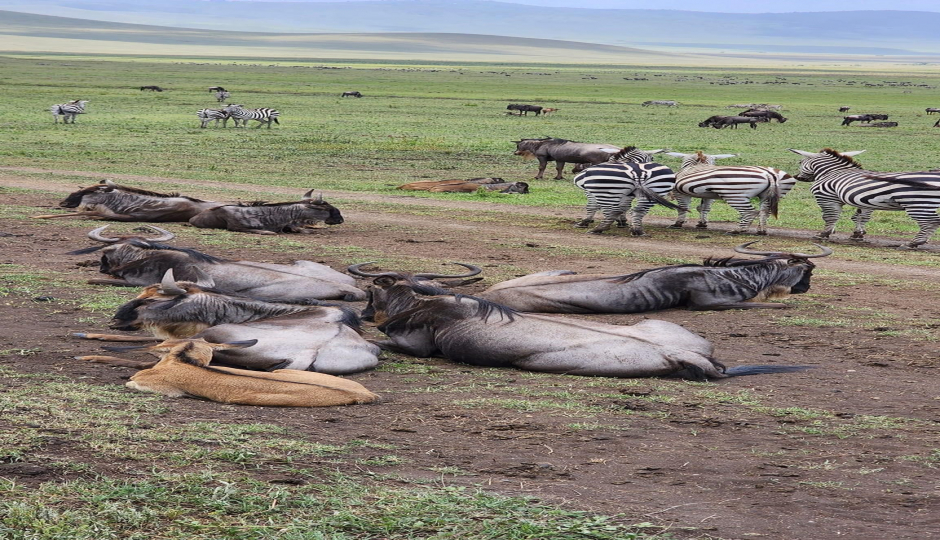 Slides Images for 3days 2night Selous Game Reserve