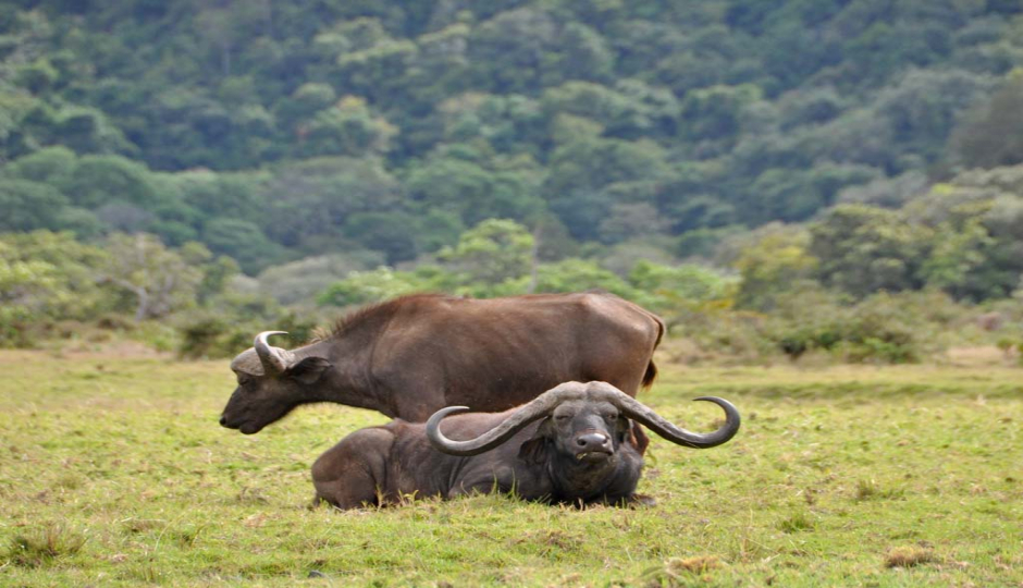 Tarangire Day Trip