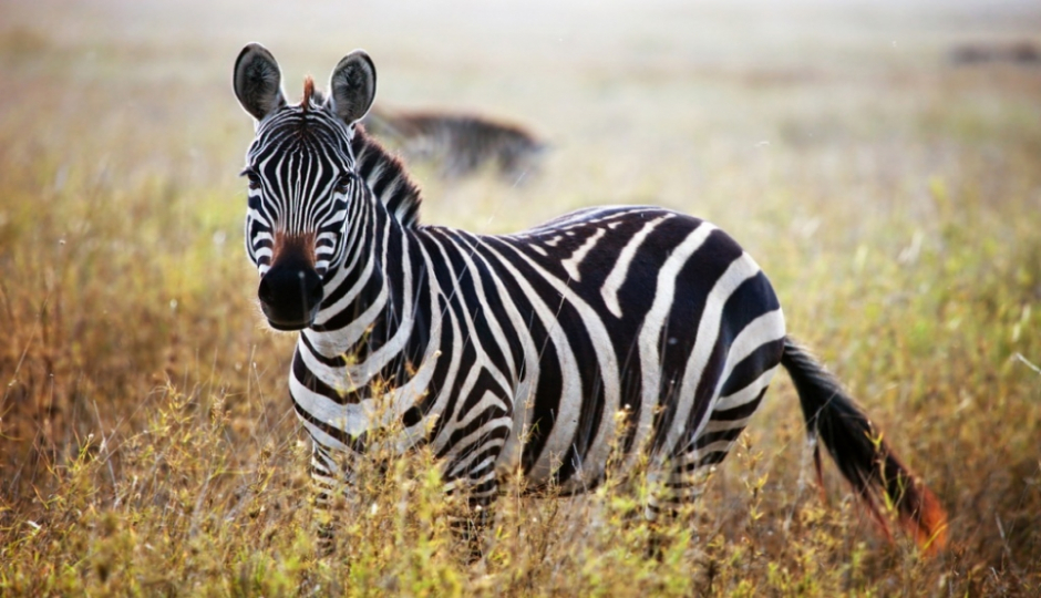 Slides Images for Great Ruaha Wildlife Safari