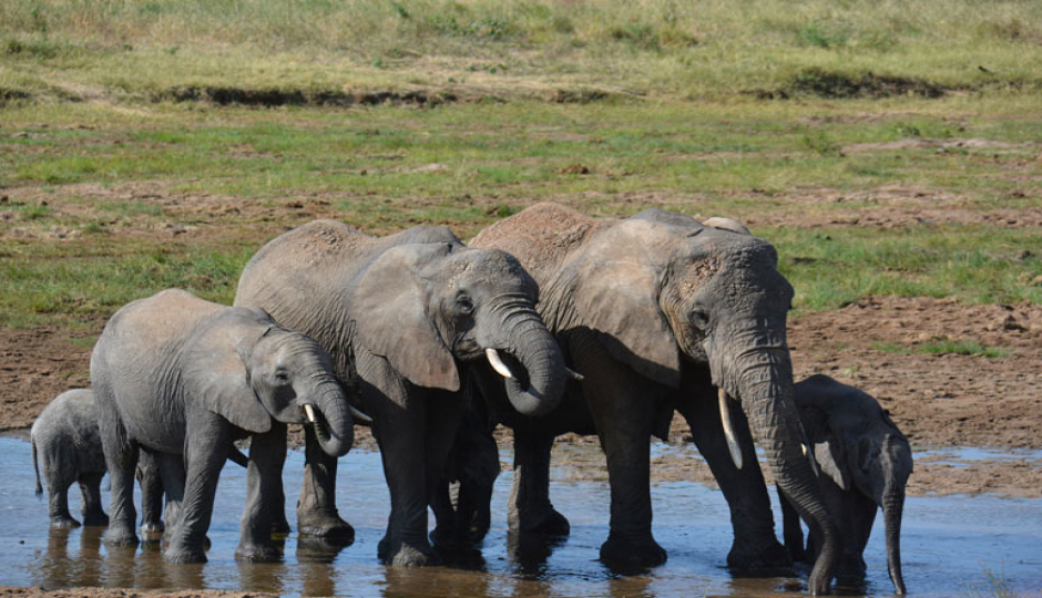 Slides Images for 6 Days Serengeti Migration Safari