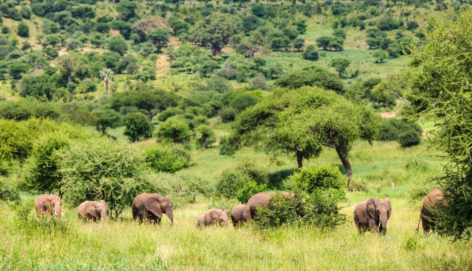 Best 6-days Tanzania Safari Tours