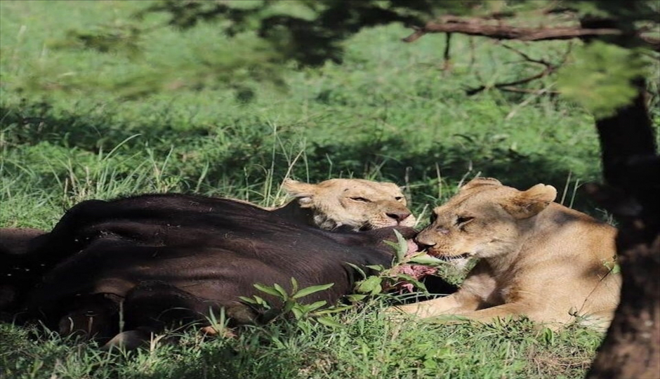 Slides Images for 3 Day In Tarangire, Serengeti & Ngorongoro Camping