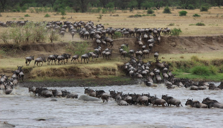 Slides Images for 5- Days Serengeti Migration Safari