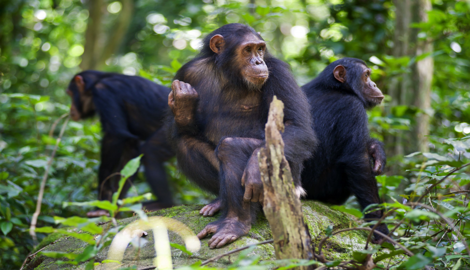 Chimpanzee Trekking Adventure Safari to Gombe