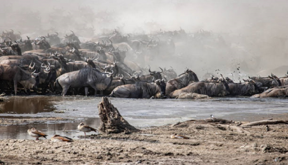 Best 6 Days Serengeti Migration Safari