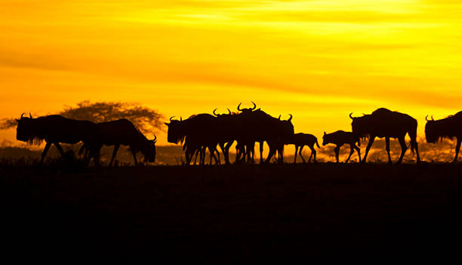 Slides Images for 5-days Arusha, Serengeti, Ngorongoro & Tarangire