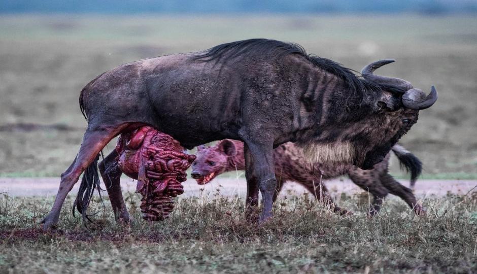 Slides Images for 1 Day Ngorongoro Joint Safari Adventures 