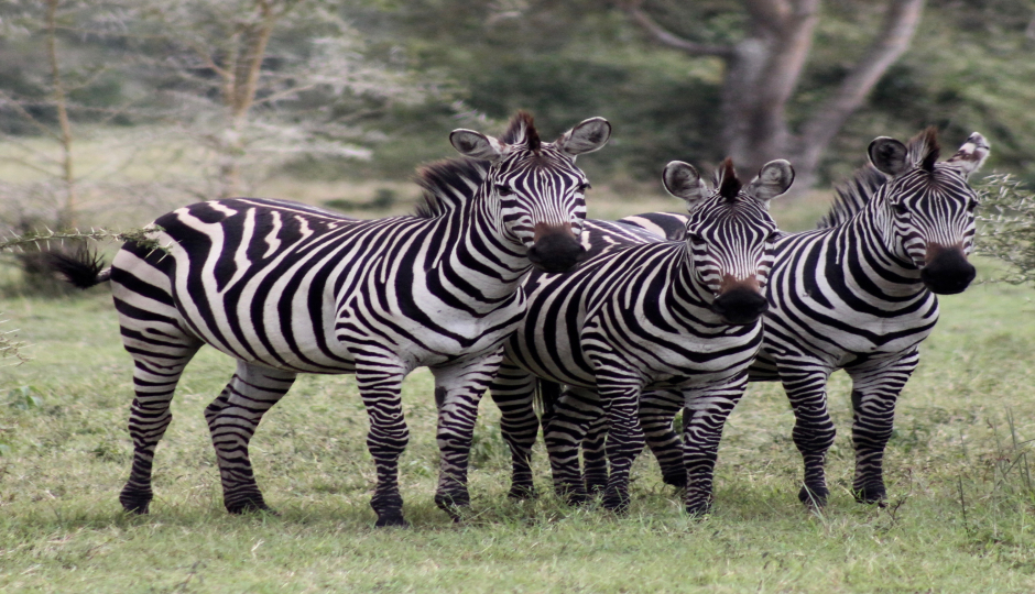 Slides Images for  6 Days Of  Northern-serengeti