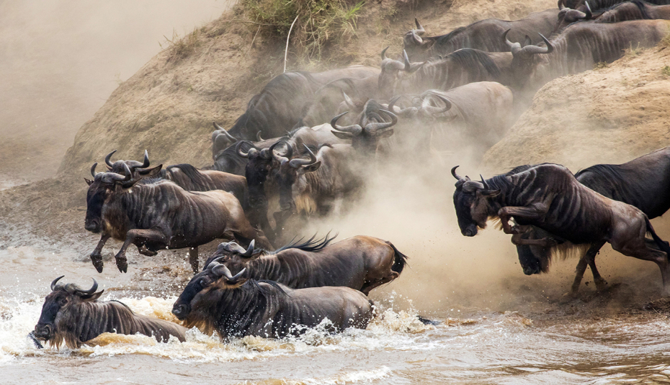 Slides Images for Wildlife  Safari