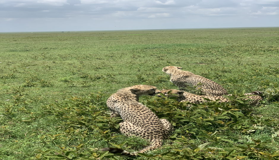 2-night Tanzania Budget Group Join Safari 2024 