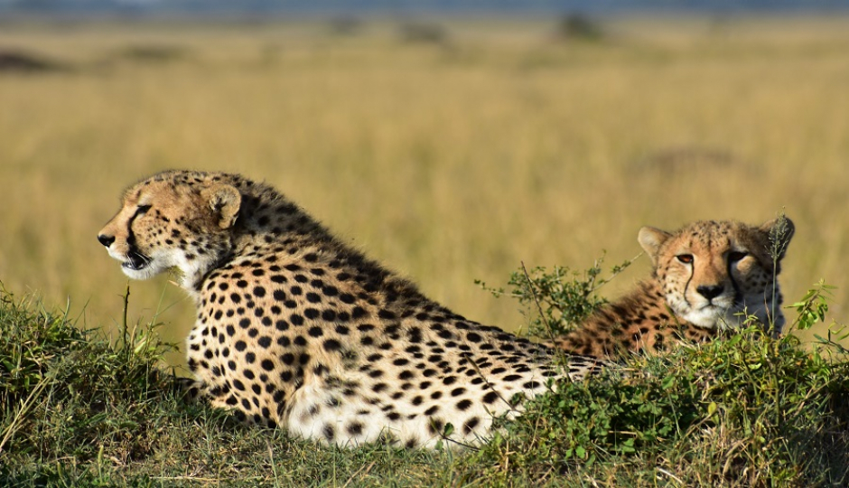 Slides Images for 5 Days Of Excellent Tanzania Safari