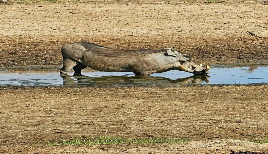 An Incredible 5-days Tanzania Safari