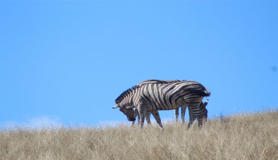 Slides Images for 1 Day Tanzania Sharing Safari-ngorongoro