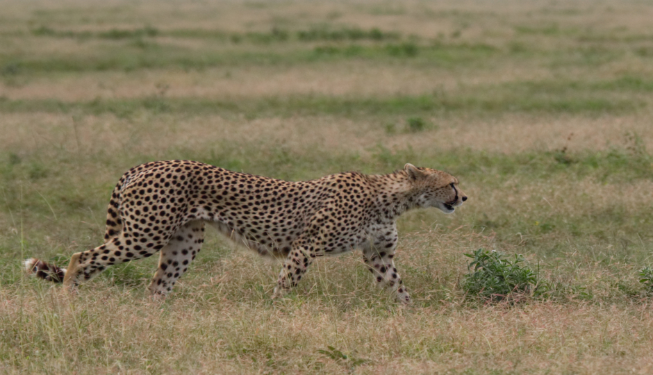 Slides Images for  7 Days Tanzania Serengeti Migration 