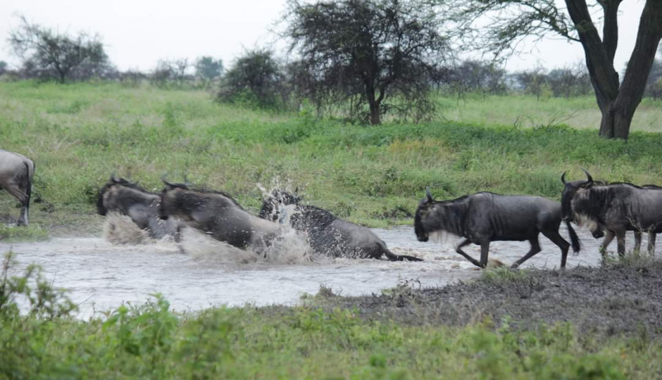 Slides Images for  5 Days Manyara Ngorongoro Serengeti