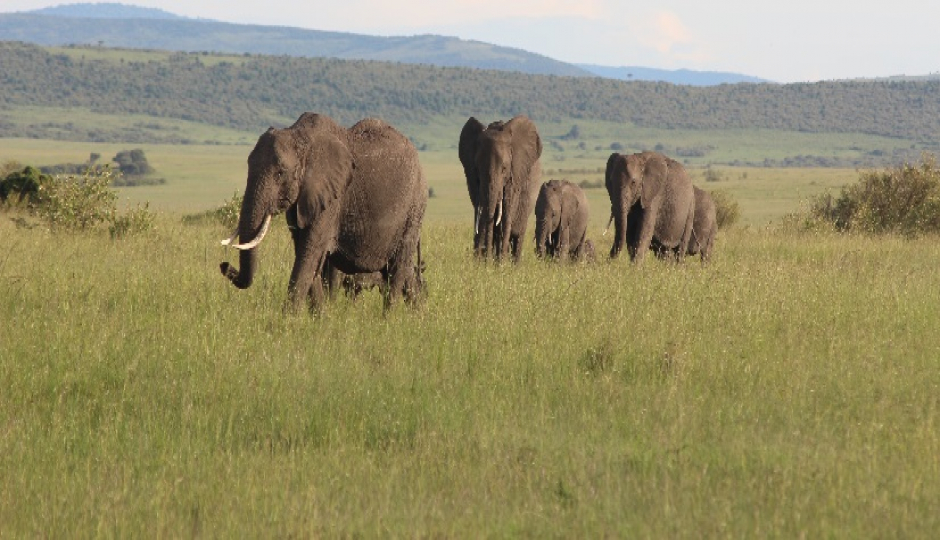 5 Days 4 Nights Tanzania Safaris