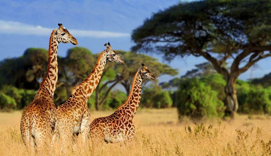 Slides Images for 2 Day Safari To Tarangire And Ngorongoro