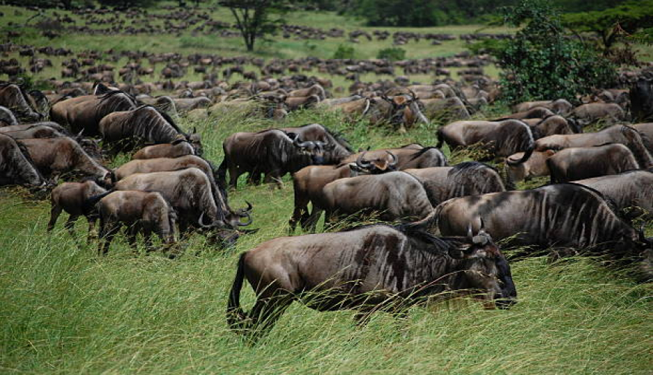 Best 6 Days Serengeti Safari