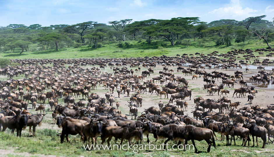 8 Day Ndutu Calving Season  Safari