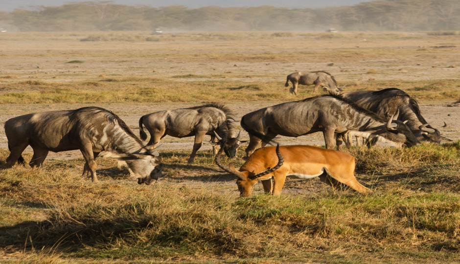 5 Days Serengeti Migration Safari