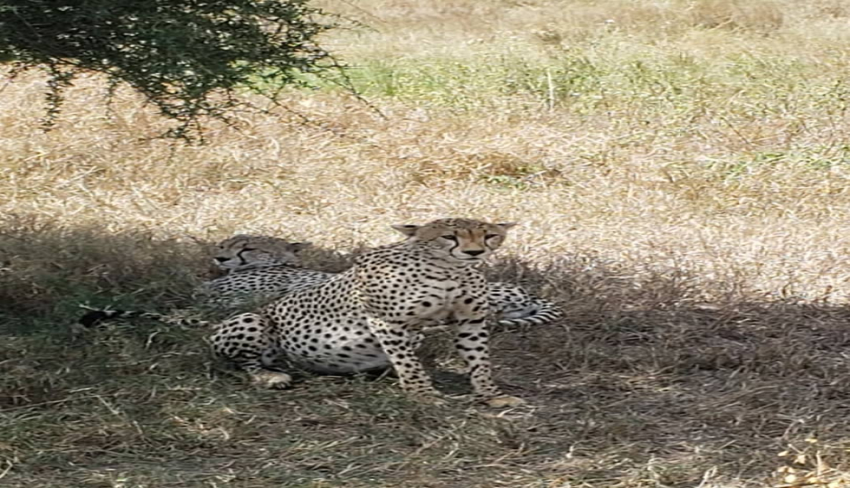 Slides Images for 3 Days Short Lodge Safari.