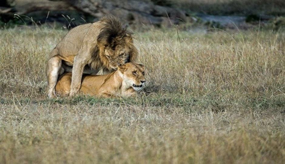 Best 4 Days Tanzania Lodge Safari