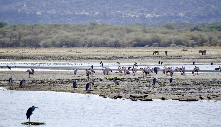 1-day Trip To Lake Manyara National Park