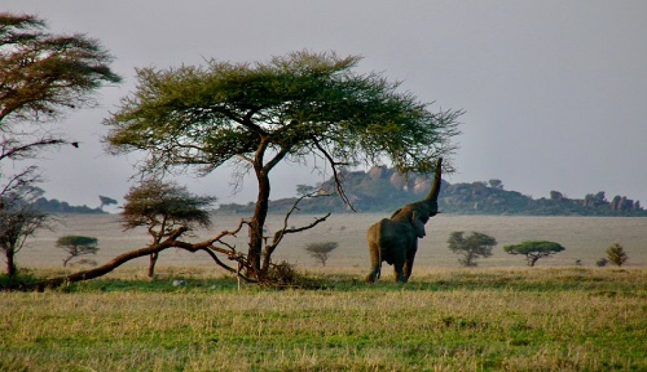 4 Days Tanzania Budget Safari