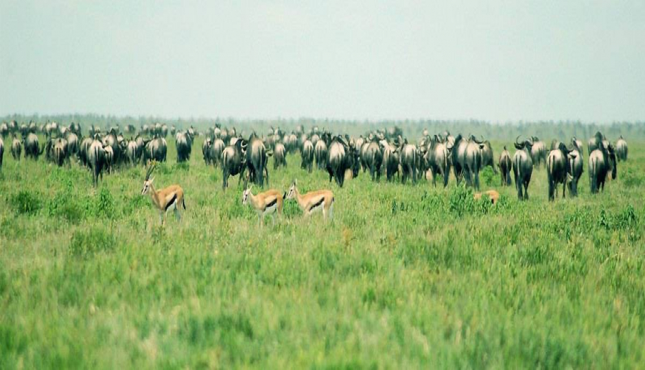 Best 4-day Tanzania Safari Tours