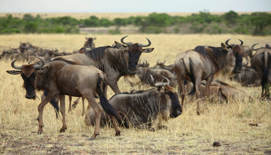 Wildebeest Migration