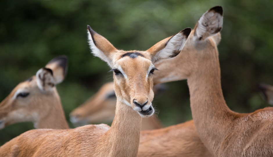 Best 5 Days Serengeti Safari In Tanzania