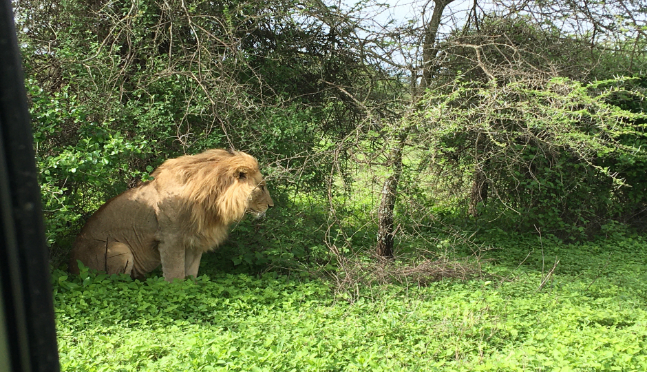 Predators Lodge Safari