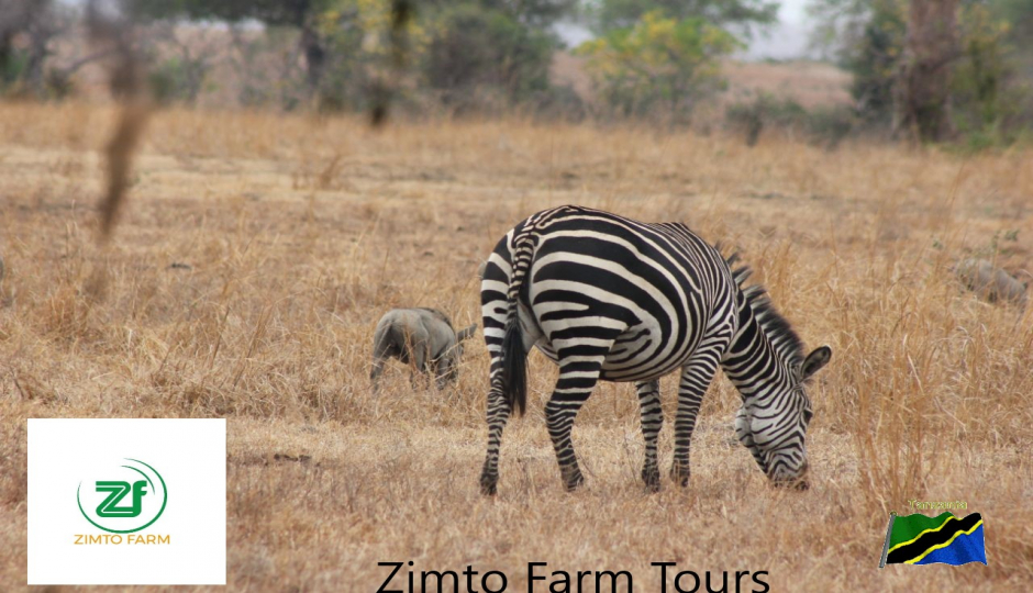 Private Safari -visit Mikumi  @usd$ 660 