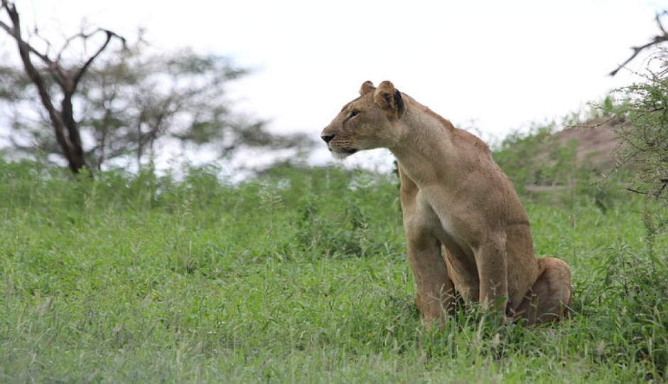 Slides Images for 5 Days Serengeti Safari 