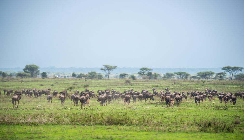 Slides Images for Day Trip To Mikumi National Park From Dar