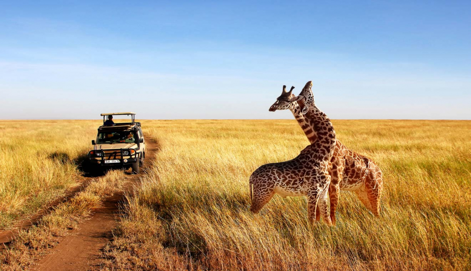 2 Days Sharing (joining) Tanzania Safari