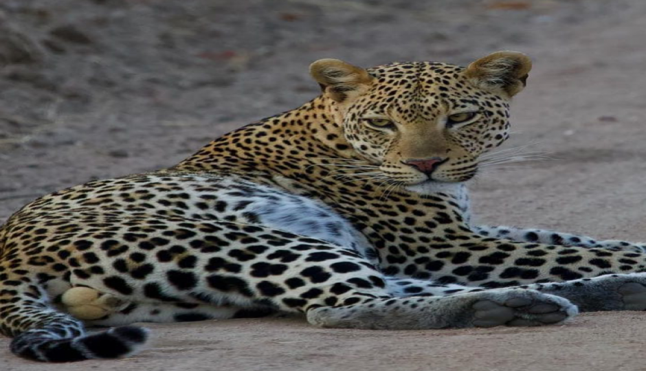 Mikumi Np, Ruaha Np And Nyerere Np