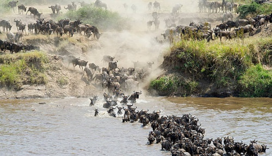 Best 9 Days Serengeti Migration Safari