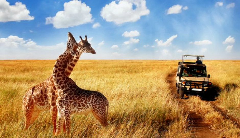 Tanzania Camping Safaris