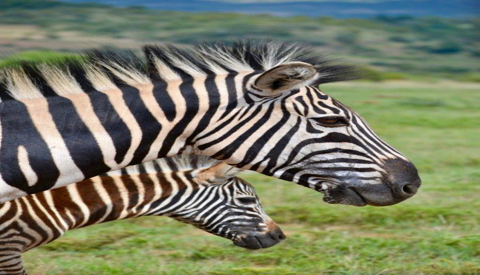 5 Days Tanzania Private Safari