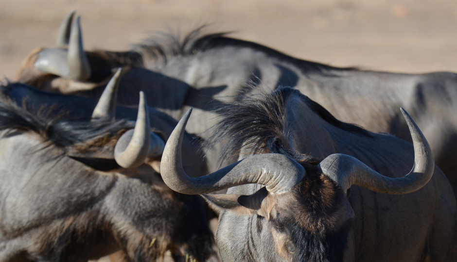 4 Days Serengeti Migration 