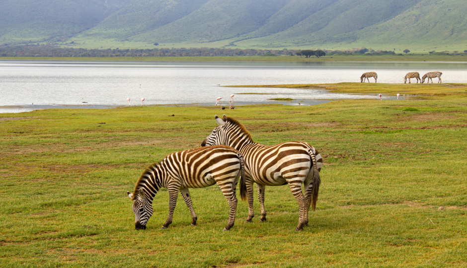 2-day Tanzania Sharing Safari Tour