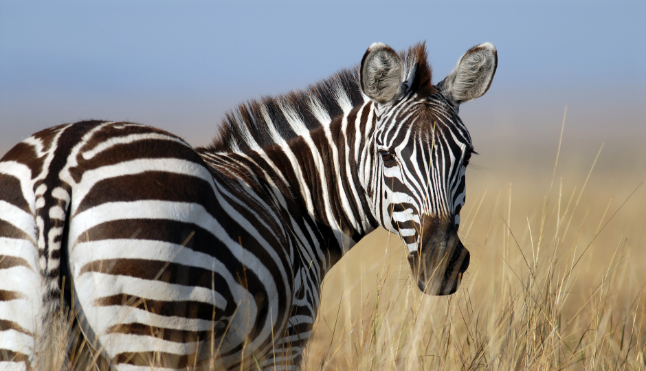 7 Days Serengeti Migration Safari   